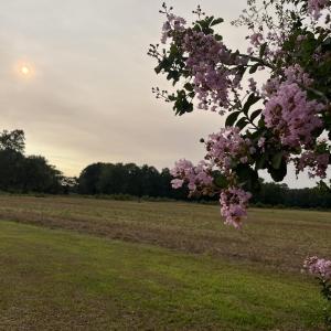 Photo #12 of 3091 Hudsons Crossroads, Greenville, NC 99.5 acres