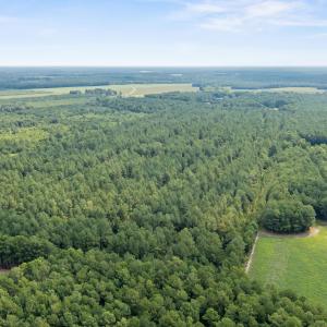 Photo #5 of Indian Hill, Willard, NC 75.7 acres