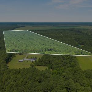 Photo #12 of Indian Hill, Willard, NC 75.7 acres