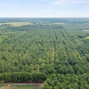 Photo #6 of Indian Hill, Willard, NC 75.7 acres
