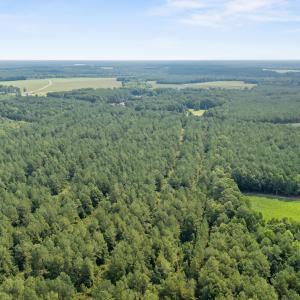 Photo #4 of Indian Hill, Willard, NC 75.7 acres