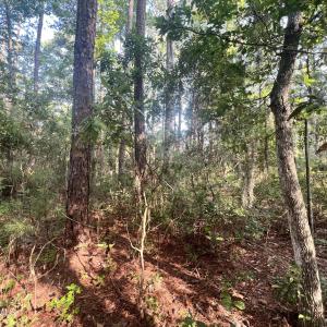 Photo #15 of Lot 2 & 3 Strawhorn Creek, Aurora, NC 2.4 acres