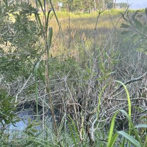 Photo #6 of Lot 2 & 3 Strawhorn Creek, Aurora, NC 2.4 acres