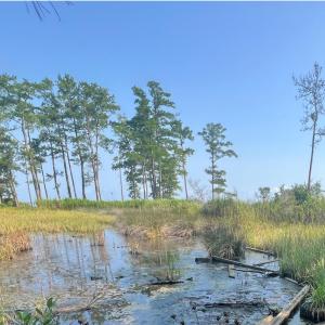 Photo #9 of Lot 2 & 3 Strawhorn Creek, Aurora, NC 2.4 acres