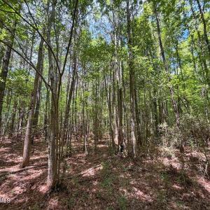 Photo #13 of 03 Titan Roberts, Erwin, NC 12.0 acres