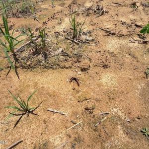 Photo #21 of 03 Titan Roberts, Erwin, NC 12.0 acres