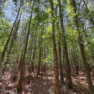 Photo #25 of 03 Titan Roberts, Erwin, NC 12.0 acres