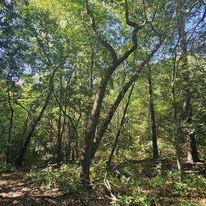 Photo #15 of 4278 Us 117, Burgaw, NC 8.4 acres