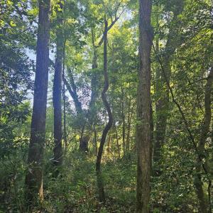 Photo #17 of 4278 Us 117, Burgaw, NC 8.4 acres