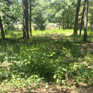 Photo #3 of 3183 Mullet Creek, Bolivia, NC 0.3 acres