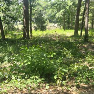 Photo #3 of 3179 Mullet Creek, Bolivia, NC 0.3 acres