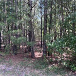 Photo #5 of 42 Windy, Belhaven, NC 4.0 acres