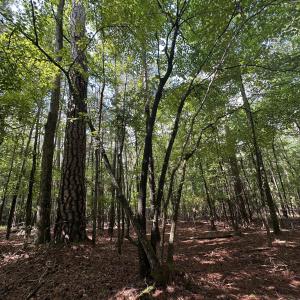 Photo #5 of B15 L26 Blair, McCormick, SC 0.6 acres