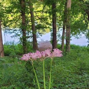 Photo #44 of 292 Salty Dog, North Augusta, SC 1.4 acres
