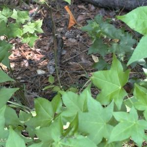 Photo #11 of 1721 Small Town, Pink Hill, NC 7.8 acres