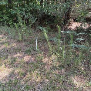 Photo #17 of 1721 Small Town, Pink Hill, NC 7.8 acres