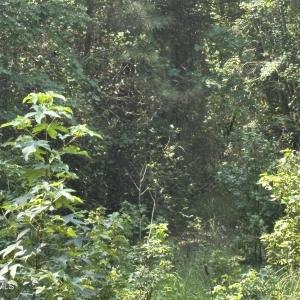 Photo #14 of 1721 Small Town, Pink Hill, NC 7.8 acres