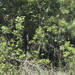 Photo #12 of 1721 Small Town, Pink Hill, NC 7.8 acres