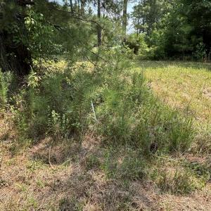 Photo #20 of 1721 Small Town, Pink Hill, NC 7.8 acres