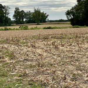 Photo #5 of 644 Cherry Town, Hallsboro, NC 37.0 acres