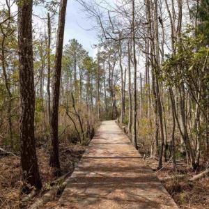 Photo #12 of 164 Chicora, Manteo, NC 0.5 acres