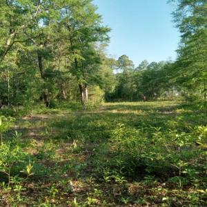 Photo #10 of 164 Chicora, Manteo, NC 0.5 acres