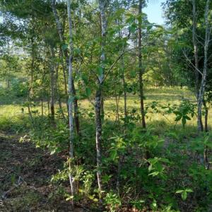 Photo #7 of 164 Chicora, Manteo, NC 0.5 acres