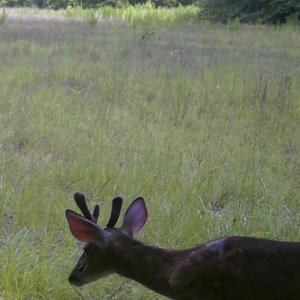 Photo #26 of Bethesda Church, Fairmont, NC 115.0 acres
