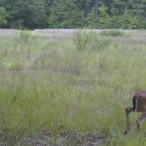 Photo #25 of Bethesda Church, Fairmont, NC 115.0 acres