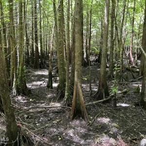 Photo #32 of Bethesda Church, Fairmont, NC 115.0 acres