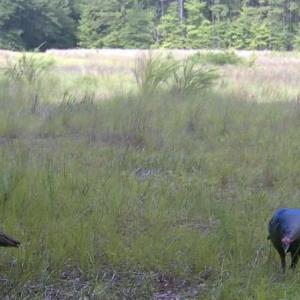 Photo #24 of Bethesda Church, Fairmont, NC 115.0 acres
