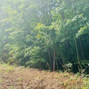 Photo #1 of 1-A New Delaughter, North Augusta, SC 6.5 acres