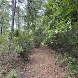 Photo #5 of Nc 33 Off, Aurora, NC 115.0 acres