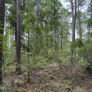 Photo #6 of Nc 33 Off, Aurora, NC 115.0 acres