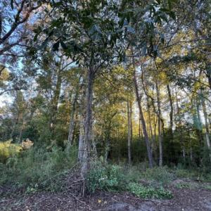 Photo #1 of 640 Quinn, Wilmington, NC 0.7 acres