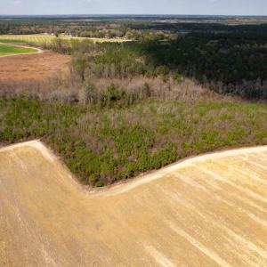Photo #8 of Devane Farm, Harrells, NC 203.4 acres