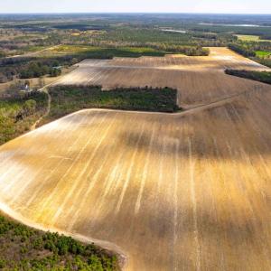 Photo #22 of Devane Farm, Harrells, NC 203.4 acres