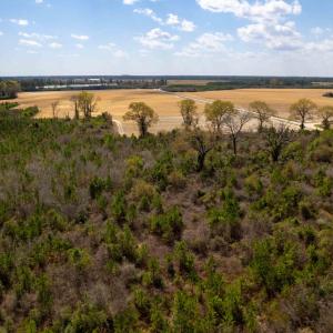 Photo #36 of Devane Farm, Harrells, NC 203.4 acres