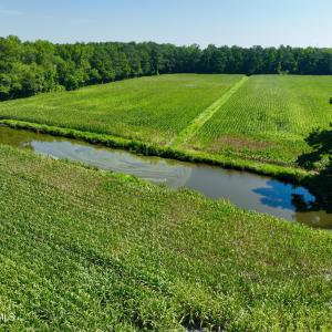 Photo #5 of Cedar Fork, Beulaville, NC 65.0 acres