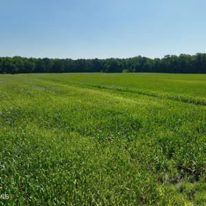 Photo #19 of Cedar Fork, Beulaville, NC 65.0 acres
