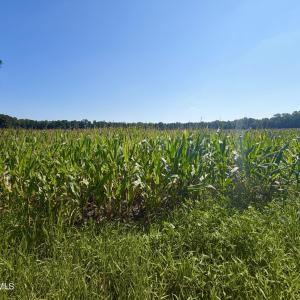 Photo #1 of Cedar Fork, Beulaville, NC 65.0 acres