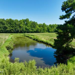 Photo #3 of Cedar Fork, Beulaville, NC 65.0 acres