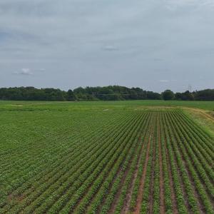 Photo #4 of Nc-46, Gaston, NC 10.0 acres
