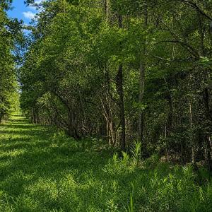 Photo #4 of Tbd Goldfinch, Southport, NC 0.3 acres