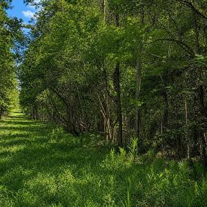 Photo #4 of Tbd Goldfinch, Southport, NC 0.3 acres