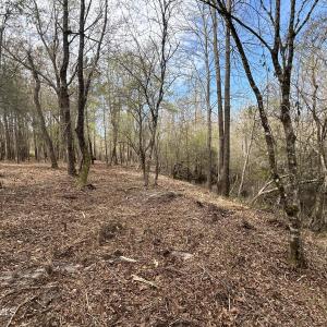 Photo #12 of Victoria, Winnabow, NC 12.4 acres