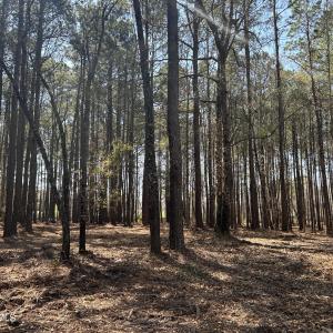 Photo #3 of Victoria, Winnabow, NC 12.4 acres