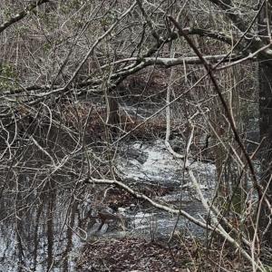 Photo #13 of Victoria, Winnabow, NC 12.4 acres