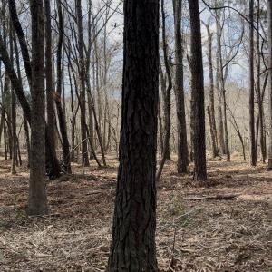 Photo #11 of Victoria, Winnabow, NC 12.4 acres