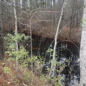 Photo #2 of Lot 6 & 7 Bumpy, Sanford, NC 1.2 acres
